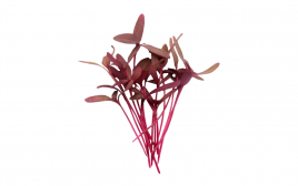 Simply Fresh Red Garnet-MH   Box  1 pcs